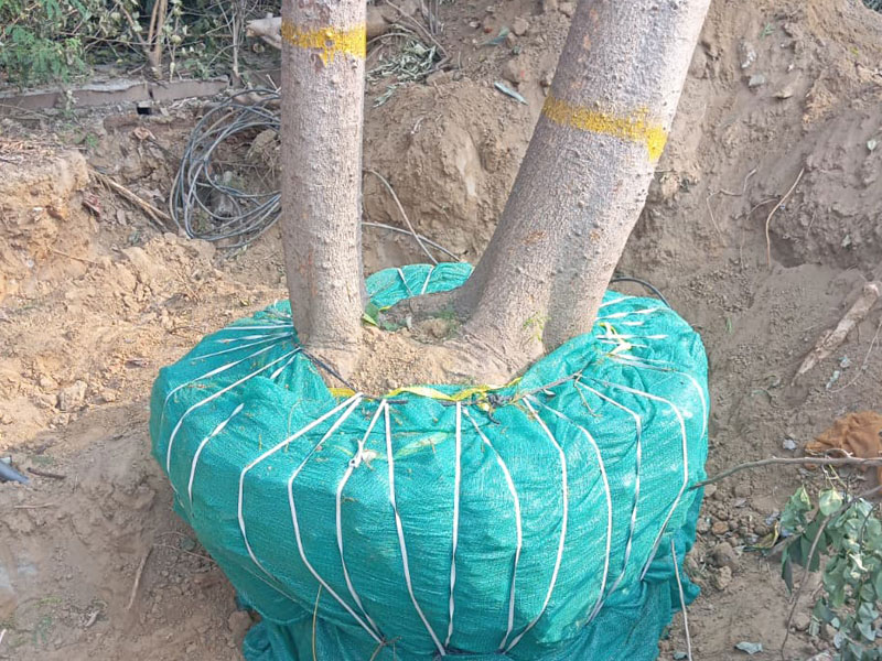 Tree Translocation Services